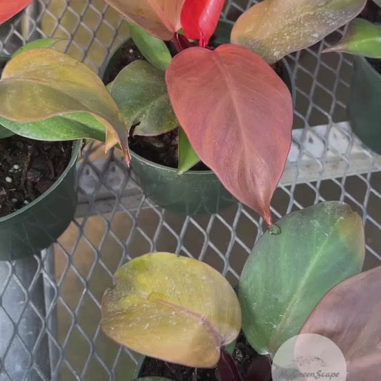 Philodendron Prince Of Orange