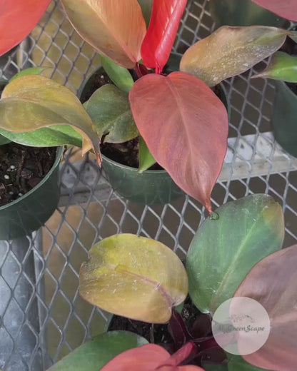 Philodendron Prince Of Orange