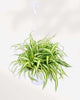 Spider Plant Variegated 6” Hanging Basket