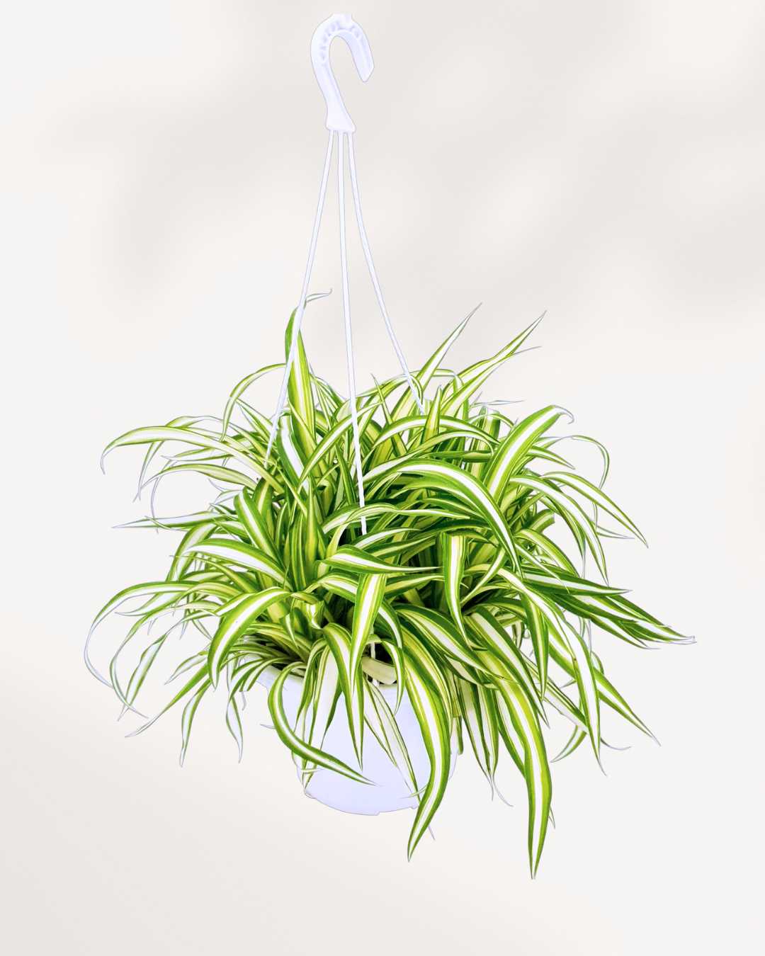Spider Plant Variegated 6” Hanging Basket