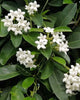 Stephanotis Madagascar Jasmine