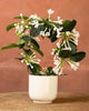 Stephanotis Madagascar Jasmine