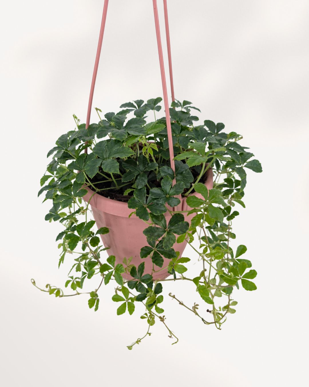 Top view of Sugar Vine 6 inch hanging basket showing dense foliage and healthy growth, premium houseplant in GTA