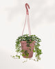 Sugar Vine 6 inch hanging basket with full trailing growth, ready to display indoor plant available in GTA
