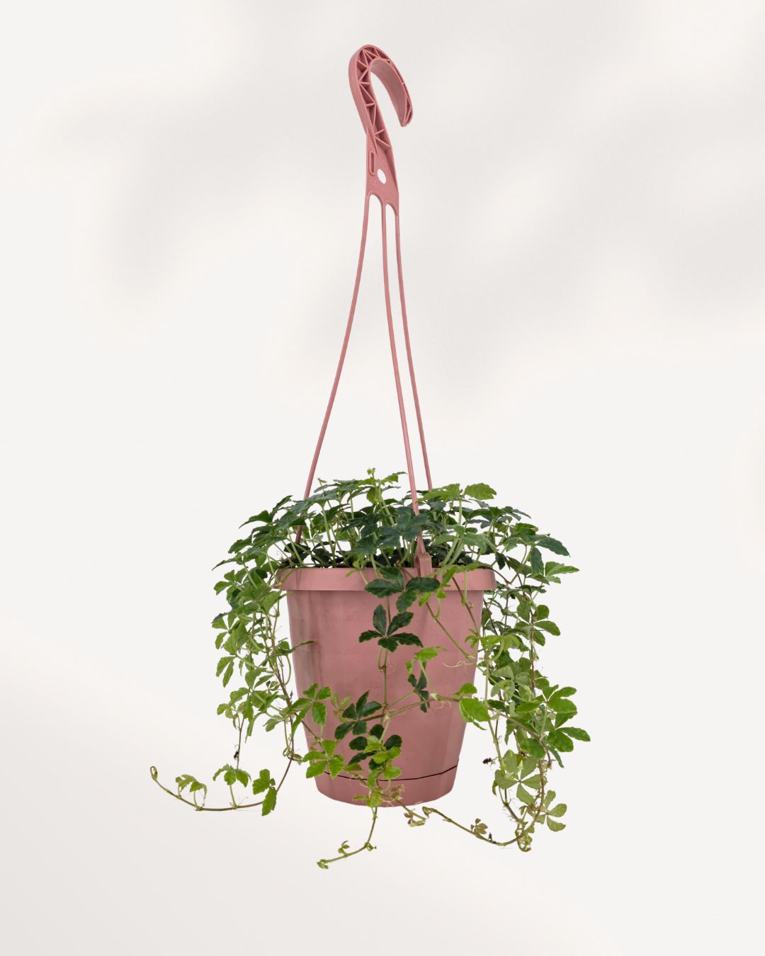 Sugar Vine 6 inch hanging basket with full trailing growth, ready to display indoor plant available in GTA