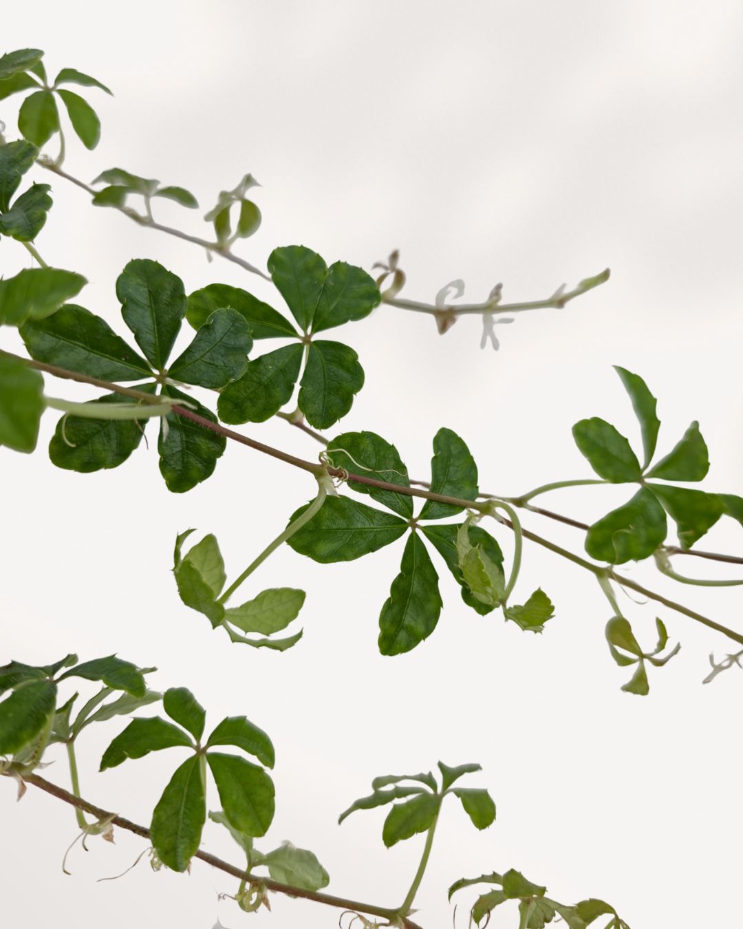 Close up of Sugar Vine leaves showing delicate texture and fresh green tones, healthy indoor plant for home decor in GTA