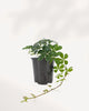 Sugar Vine plant front view showing lush trailing vines and soft green foliage, easy care indoor plant available in GTA from MyGreenScape