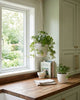 Sugar Vine plants styled in modern kitchen decor with trailing vines adding natural greenery, indoor houseplants available online and in store in GTA from MyGreenScape