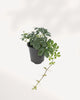 Sugar Vine plant top front angle highlighting cascading variegated leaves, popular trailing houseplant delivered across GTA