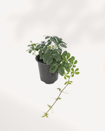 Sugar Vine plant top front angle highlighting cascading variegated leaves, popular trailing houseplant delivered across GTA