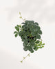 Sugar Vine plant top side view with flowing trailing vines, perfect hanging or shelf plant available online in GTA