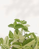 Close up of Tradescantia Fluminensis Variegata leaves showing detailed green and white variegation texture, healthy houseplant from Richmond Hill GTA plant shop