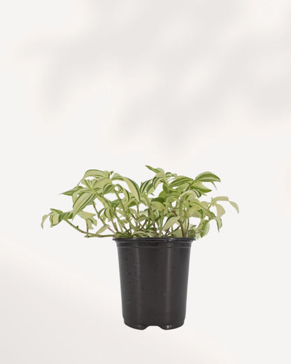 Tradescantia Fluminensis Variegata plant front view in pot showing trailing green and cream variegated leaves, available online and in store Richmond Hill GTA from MyGreenScape