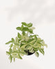 Top view of Tradescantia Fluminensis Variegata plant displaying dense variegated leaves pattern, premium indoor plant available online Richmond Hill GTA