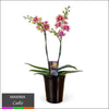Maxima Orchid – Multi Spike in Ceramic Pot Two Tone - Cadiz