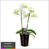 Maxima Orchid – Multi Spike in Ceramic Pot White - Heatwave