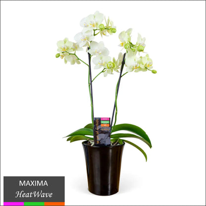 Maxima Orchid – Multi Spike in Ceramic Pot White - Heatwave