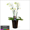 Maxima Orchid – Multi Spike in Ceramic Pot White - Innsbrook