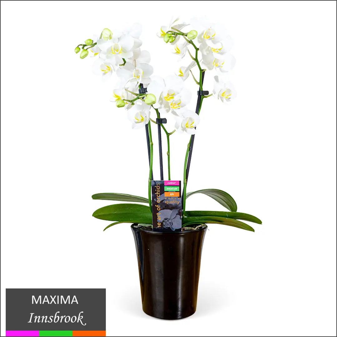 Maxima Orchid – Multi Spike in Ceramic Pot White - Innsbrook