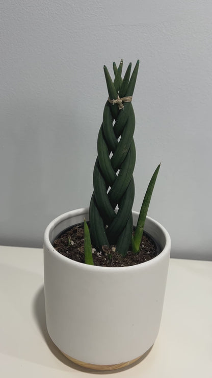 Sanseveira Dragon Fingers | Buy Online