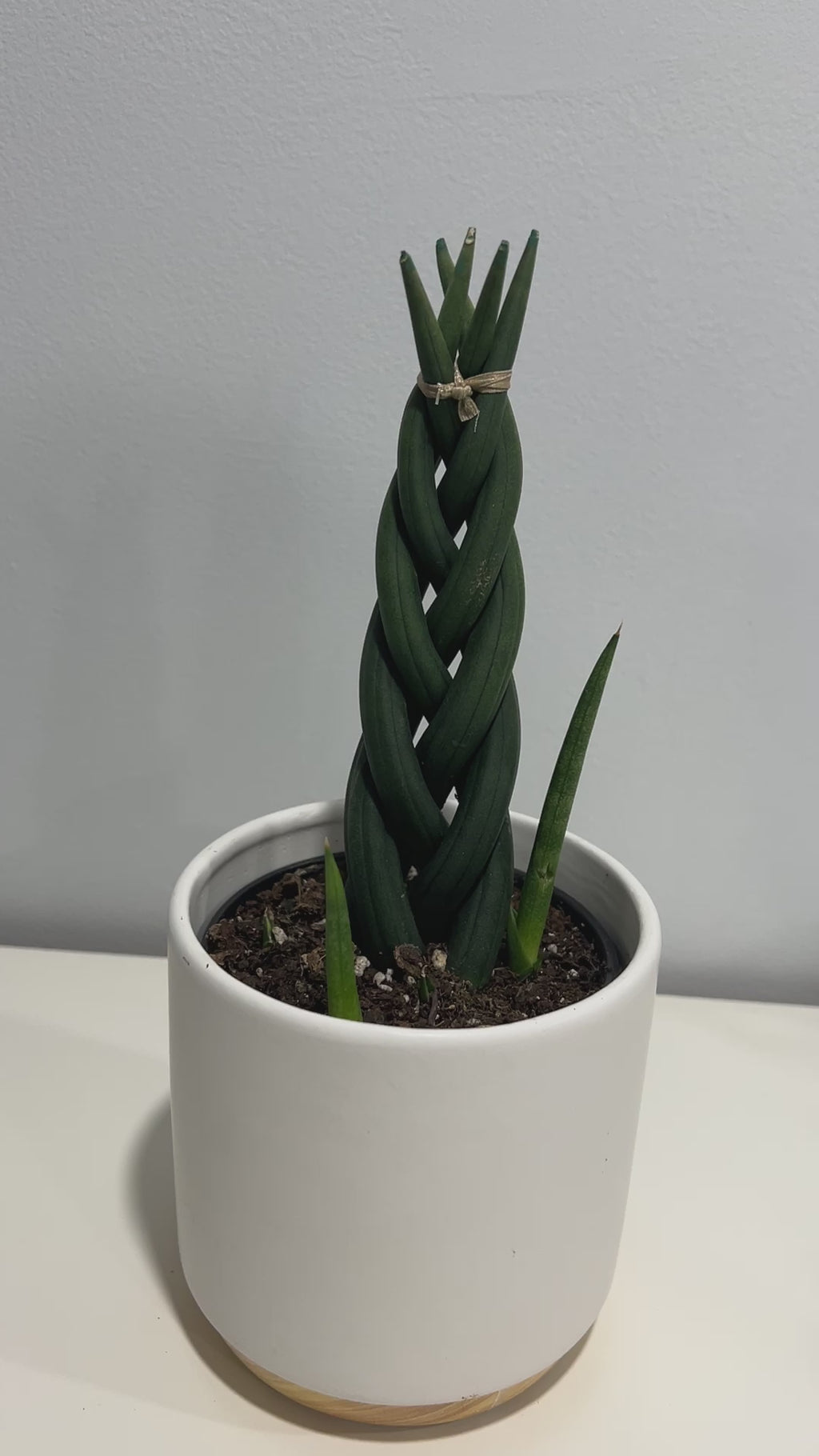 Sanseveira Dragon Fingers | Buy Online